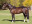 Thoroughbred horse Alado side profile