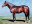 Thoroughbred horse Almushtarak side profile