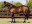 Thoroughbred horse Antonius Pius side profile