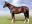 Thoroughbred horse Argonaut side profile