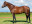 Thoroughbred horse Ashaawes side profile