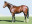 Thoroughbred horse Bezrin side profile