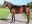 Thoroughbred horse Bold Silvano side profile