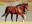 Thoroughbred horse Brave Tin Soldier side profile