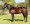 Thoroughbred horse Buffalo Bill Cody side profile