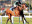 Thoroughbred horse Dan de Lago side profile