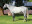 Thoroughbred horse Danon Platina side profile