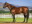 Thoroughbred horse Duke Of Marmalade side profile