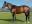 Thoroughbred horse Dupont side profile
