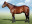 Thoroughbred horse Dynasty side profile
