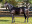 Thoroughbred horse Elusive Fort side profile