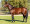 Thoroughbred horse Fire Away side profile