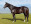 Thoroughbred horse Gimmethegreenlight side profile