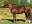 Thoroughbred horse Gitano Hernando side profile