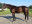 Thoroughbred horse Global View side profile