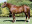 Thoroughbred horse Go Deputy side profile