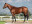 Thoroughbred horse Gold Standard side profile