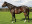 Thoroughbred horse Great Britain side profile