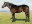 Thoroughbred horse Greys Inn side profile