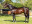 Thoroughbred horse Hawwaam side profile