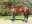 Thoroughbred horse Horizon side profile