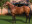 Thoroughbred horse Ideal World side profile