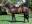 Thoroughbred horse Indigo Magic side profile
