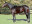 Thoroughbred horse Irish Flame side profile