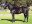 Thoroughbred horse Jackson side profile