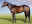 Thoroughbred horse Jay Peg side profile