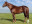 Thoroughbred horse Judpot side profile