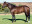 Thoroughbred horse Kildonan side profile