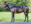 Thoroughbred horse Lance side profile