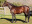 Thoroughbred horse Lateral side profile