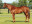 Thoroughbred horse Linngari side profile