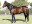 Thoroughbred horse Main Aim side profile