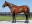 Thoroughbred horse Marchfield side profile