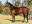 Thoroughbred horse Moofeed side profile
