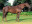 Thoroughbred horse Muhtafal side profile