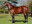 Thoroughbred horse Mullins Bay side profile