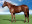 Thoroughbred horse Noordhoek Flyer side profile