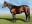 Thoroughbred horse Oracy side profile