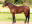 Thoroughbred horse side profile