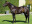 Thoroughbred horse Potala Palace side profile