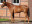 Thoroughbred horse Quasillo side profile