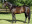 Thoroughbred horse Querari side profile