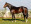 Thoroughbred horse Rabada side profile
