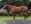 Thoroughbred horse Real Gone Kid side profile