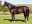 Thoroughbred horse Right Approach side profile