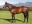 Thoroughbred horse Royal Mo side profile